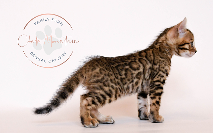 Bengal kitten for sale